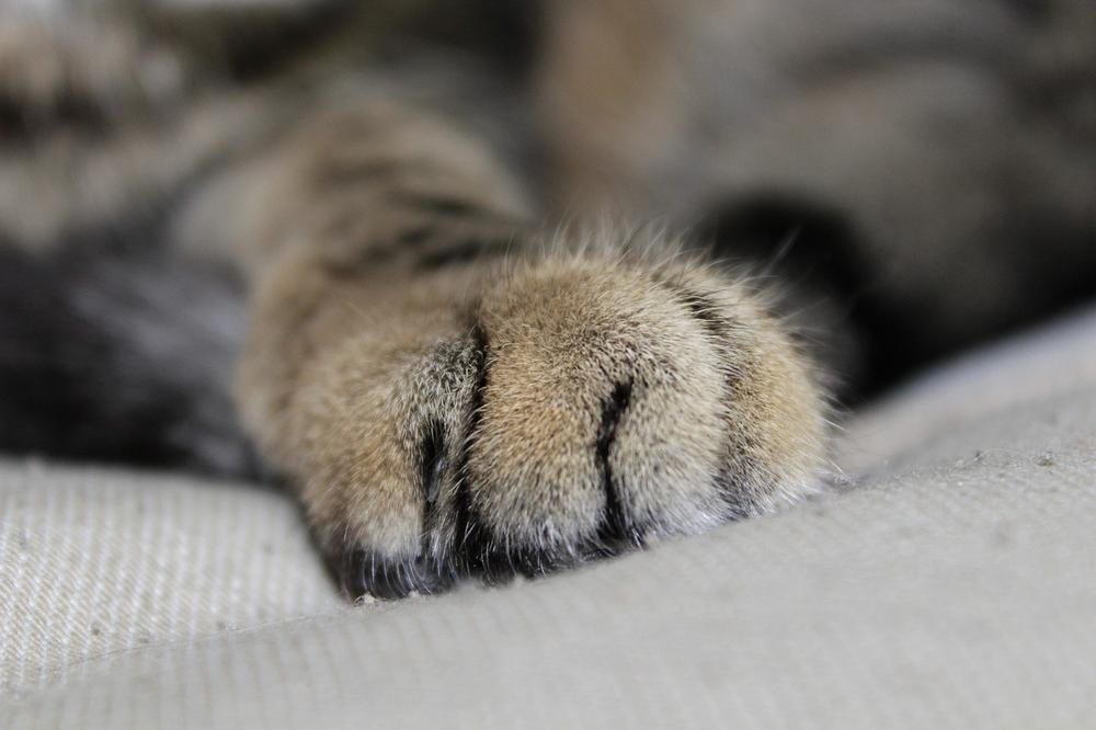 How Do You Get Acrylic Paint Off a Cat’s Paw?