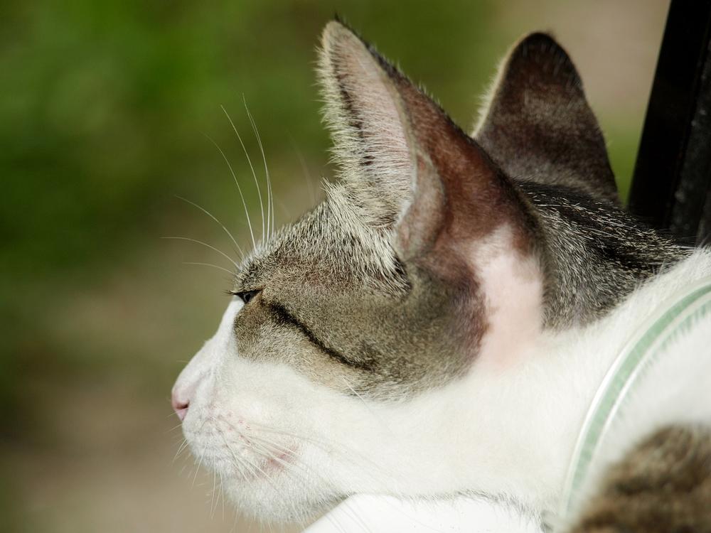 Understanding a Cat’s Hearing Range