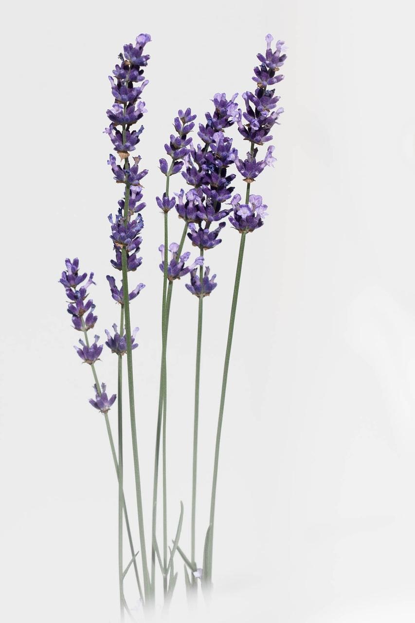 How to Make a Lavender Spray to Use as a Cat Repellent?