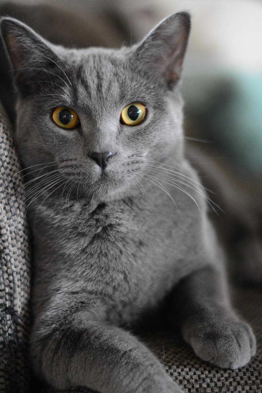 Can Cats Sense Illness in Humans?