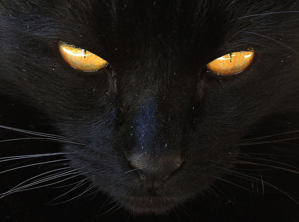 Common Eye Colors in Black Cats