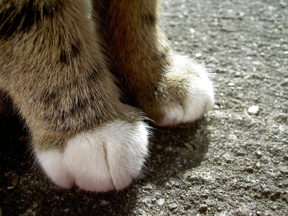Are There Any Potential Health Issues Related to a Cat's Foot Obsession?