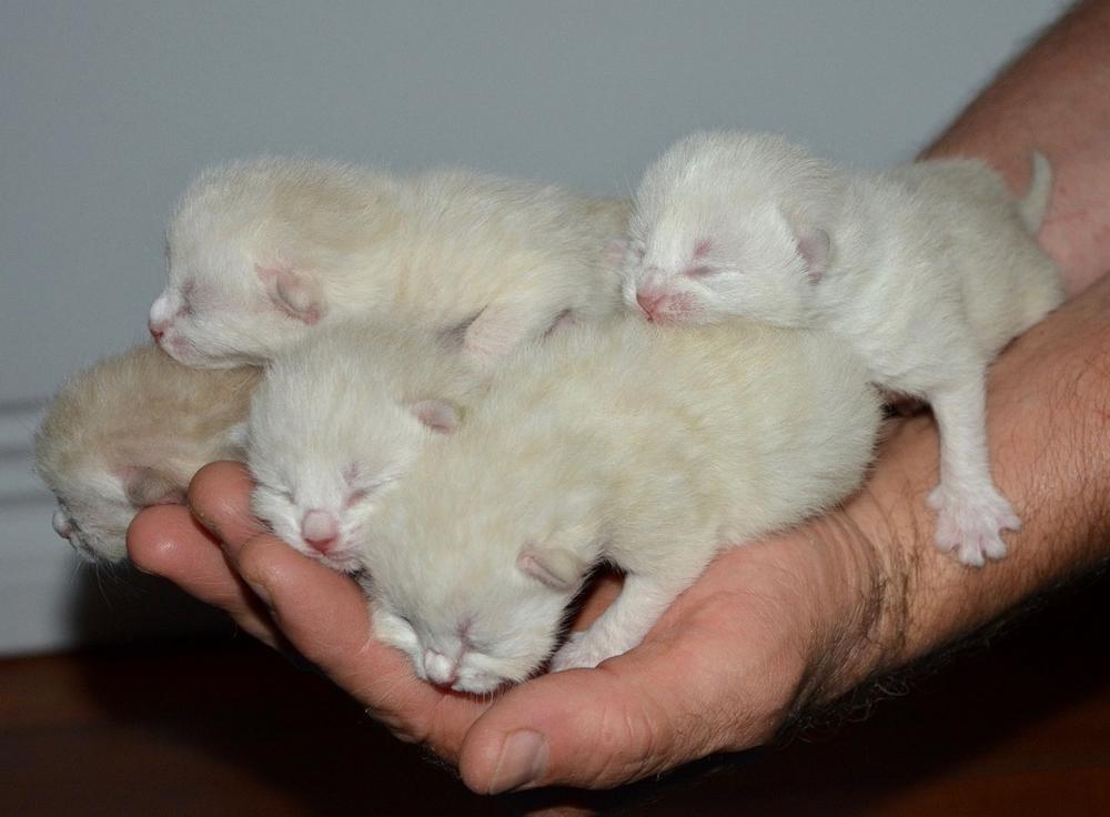 Can Newborn Kittens Hiss? Do Newborn Kittens Hiss?