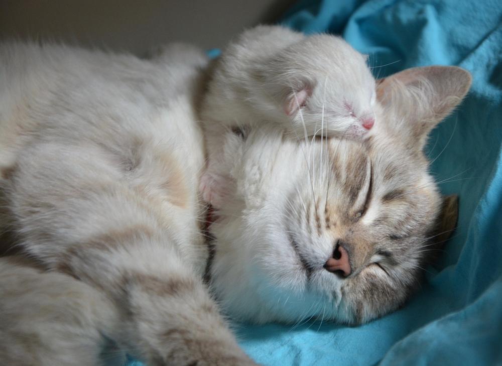 Benefits of Feeding a High-Quality Diet to Mother Cats Post-Birth