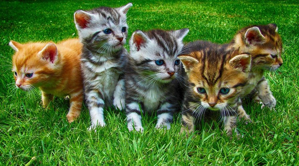 Can You Touch Kittens After Birth?