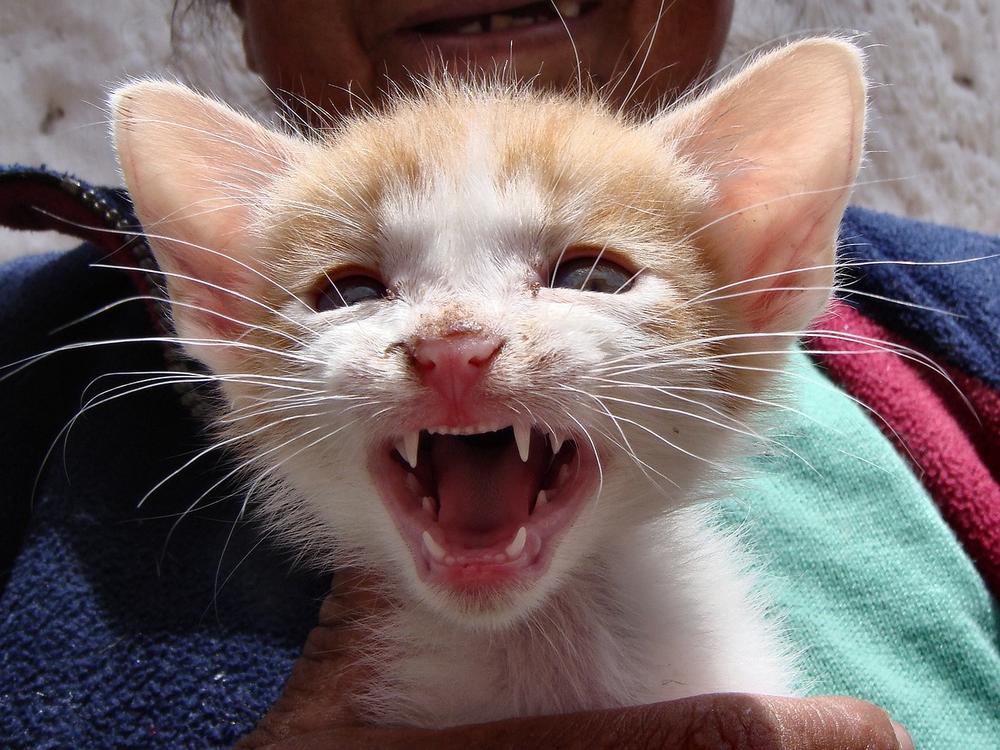 How to Help Your Teething Kitten