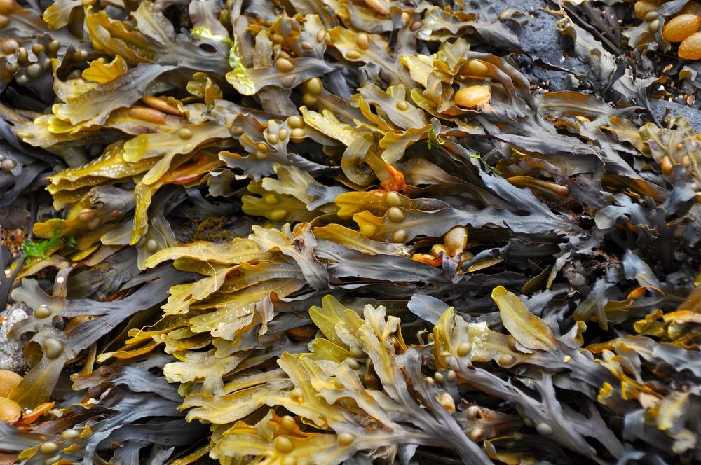 Risks and Dangers of Feeding Seaweed to Cats