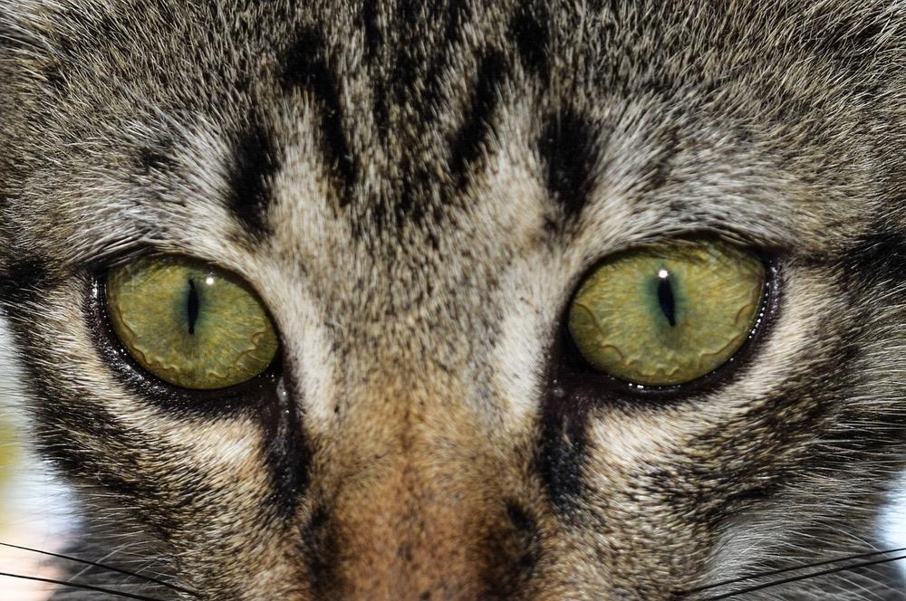 The Role of Tapetum Lucidum in Cats' Eyes