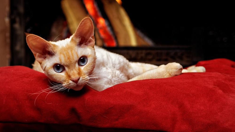 Are Male Cats More Affectionate Than Female Cats?