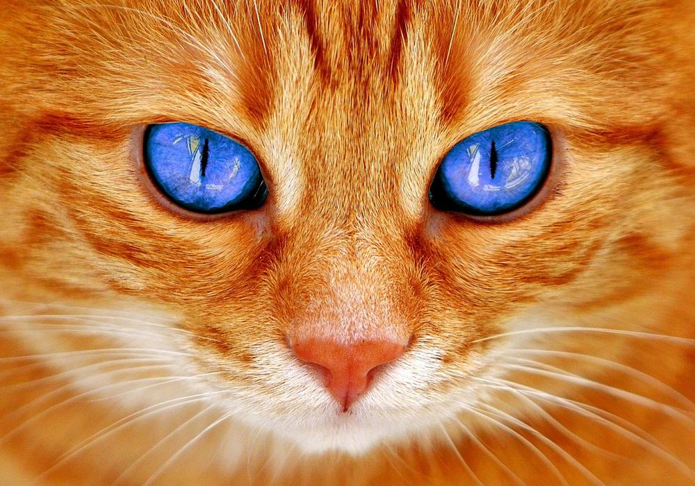 How to Safely Interact With Cats Through Eye Contact