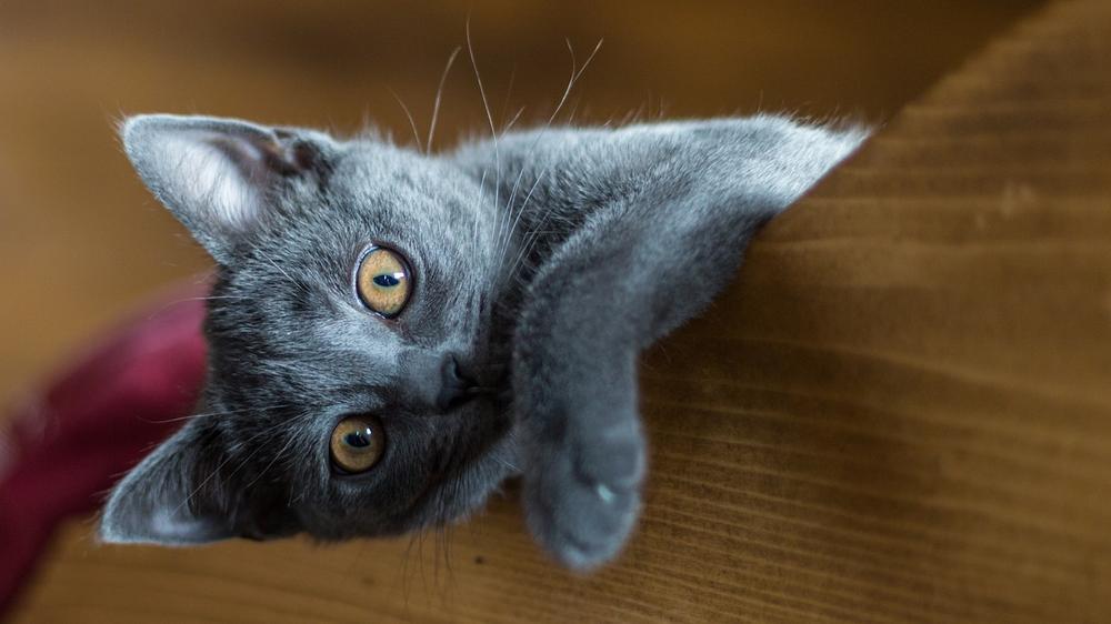 Why Is It Important to Know How Many Kittens Your Cat Is Having?