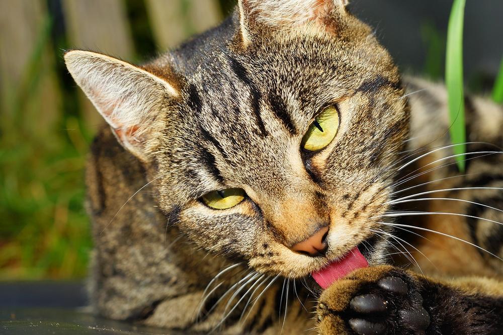 Strategies to manage female cat aggression after mating