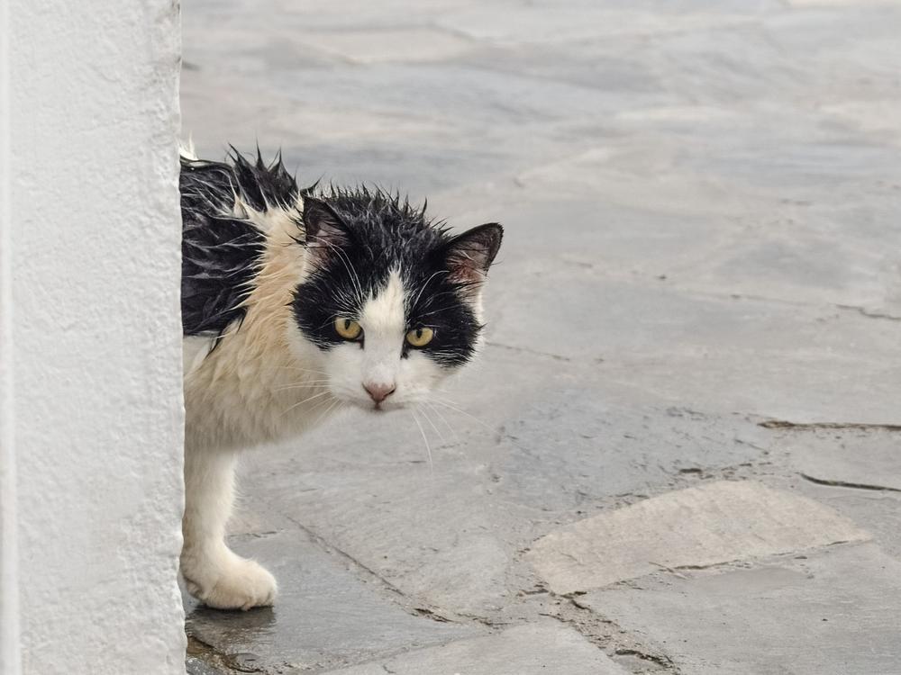 Cats' Behavior in Rainy Weather