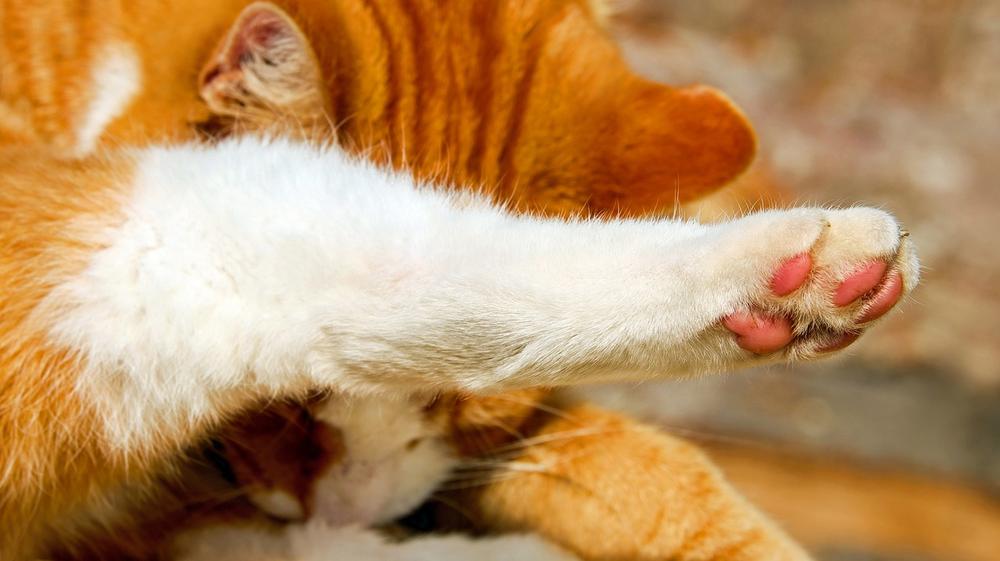 The Relationship Between Paw Scent Glands and Feline Social Interaction