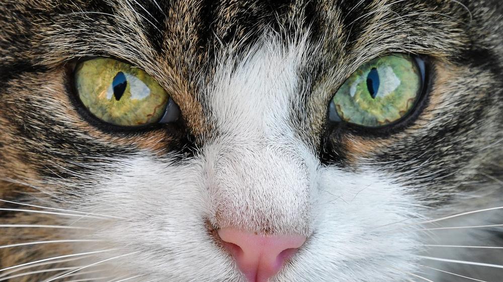 The Connection Between a Wet Nose and a Healthy Cat