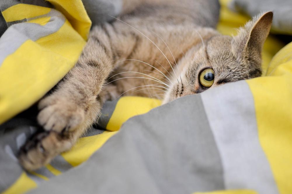 How Often Should Healthy Cats Poop?