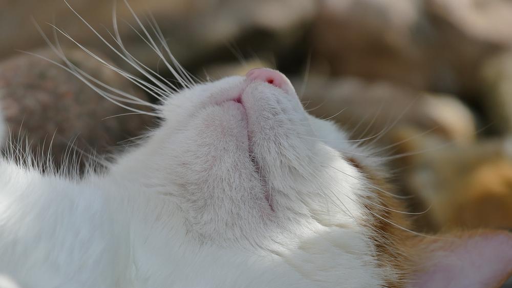 How to Remove Black Crust Around Cat's Nose