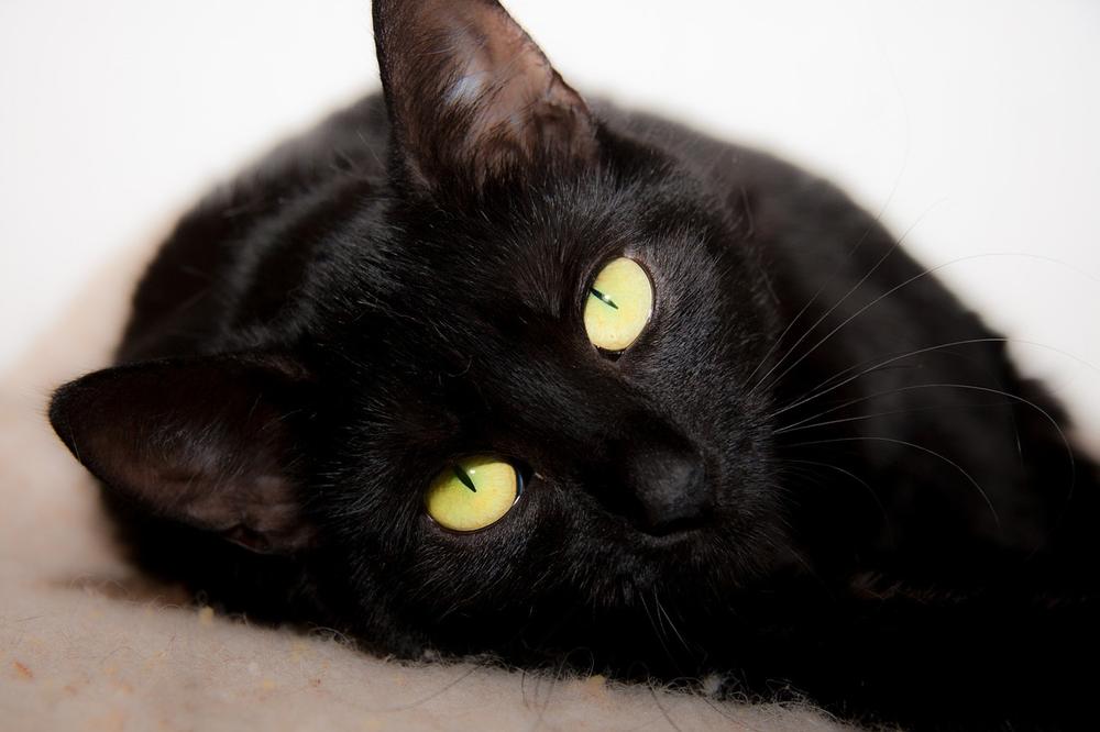 What Does a Black Cat Symbolize in Egypt?