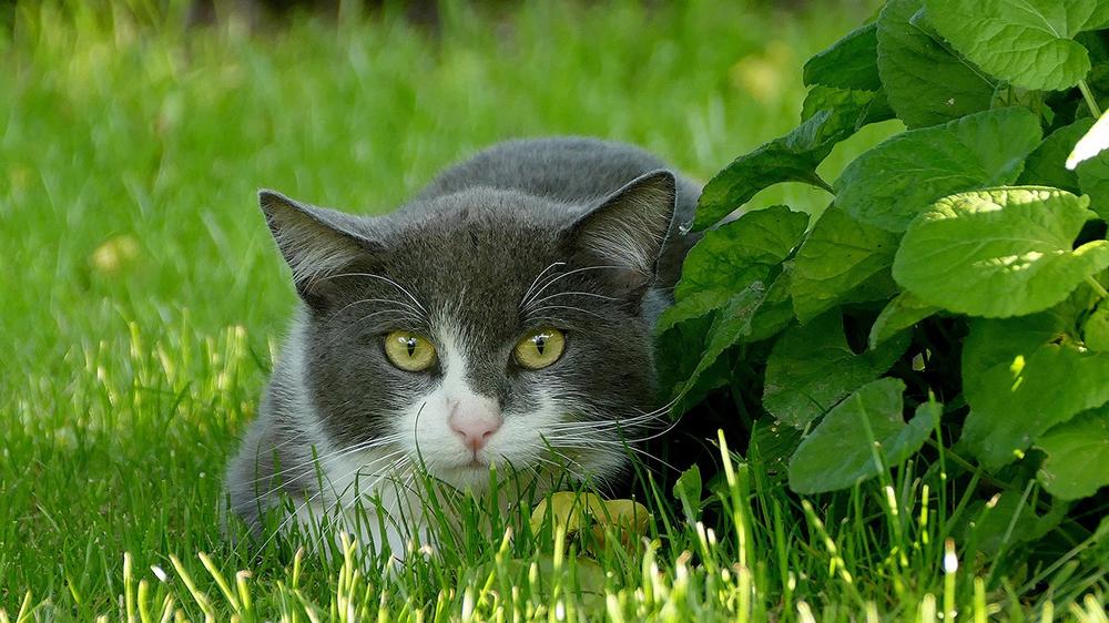 Treatments and Home Remedies for a Cat's Black Nose