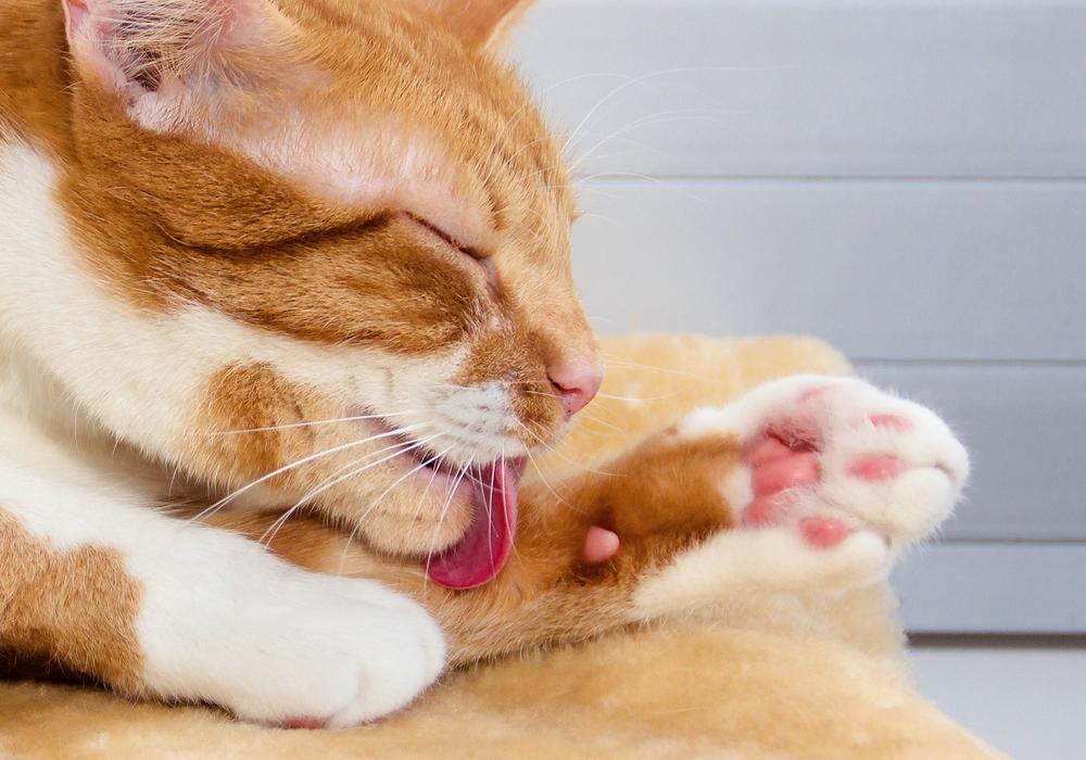 Why Would Poop Get Stuck to Your Cat’s Fur?