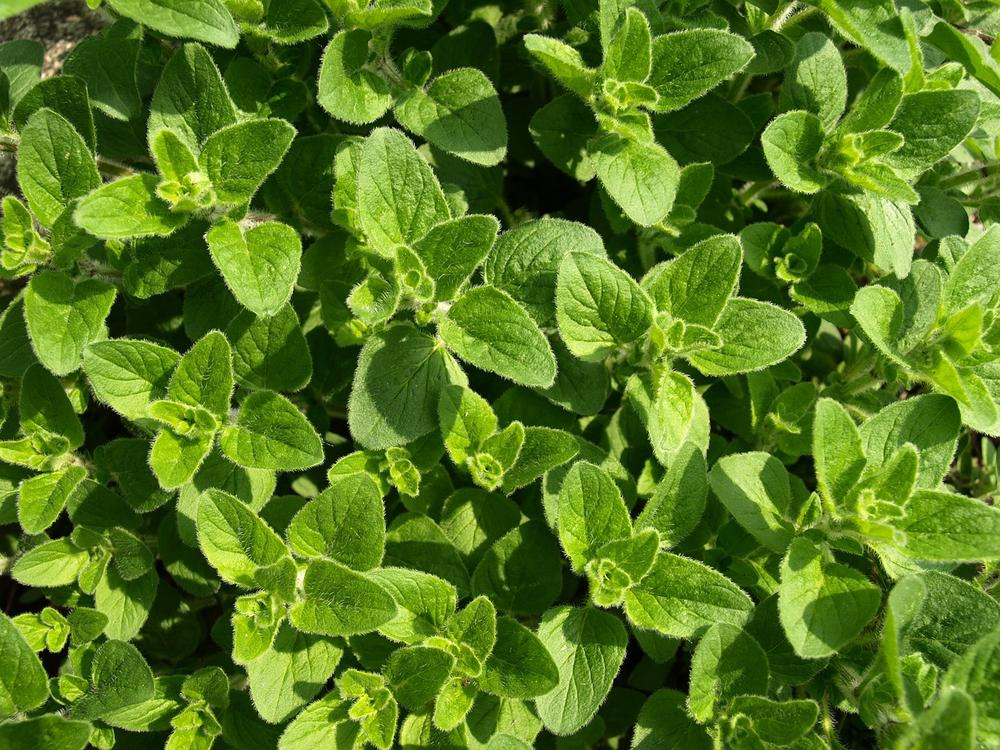 Is Oregano Oil Toxic for Cats?