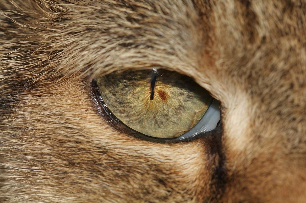 The Connection between Emotions and Cat Eye Dilation