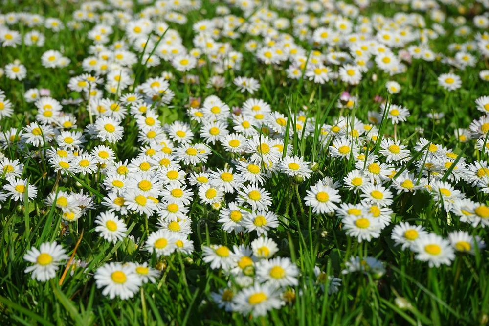 What Are the Symptoms of Daisy Poisoning in Cats?
