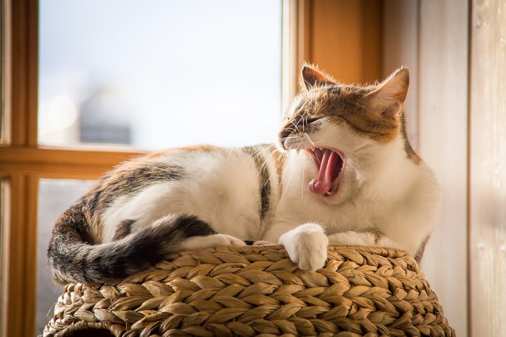 Benefits of Feeding Outdoor Cats Indoor Cat Food