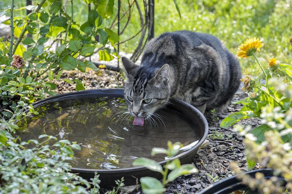 Alternative Methods for Ensuring Your Kitten Stays Hydrated