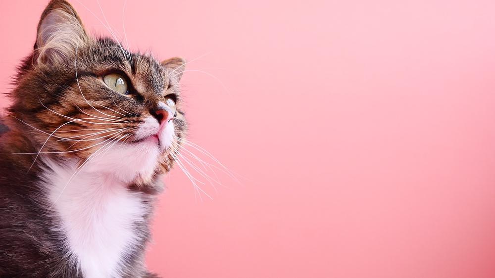 Can Kittens Eat Pretzels?