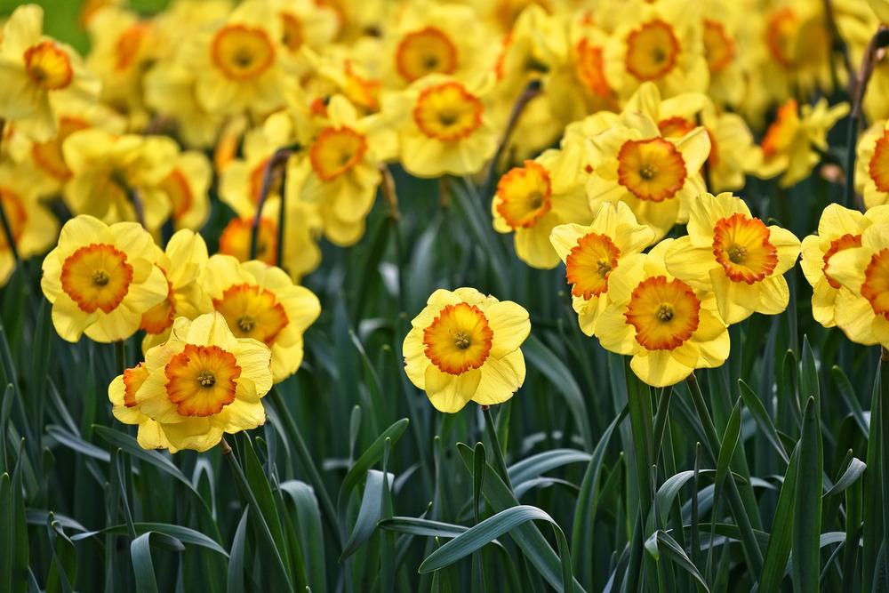 What Part of the Daffodil Is Poisonous to Cats?