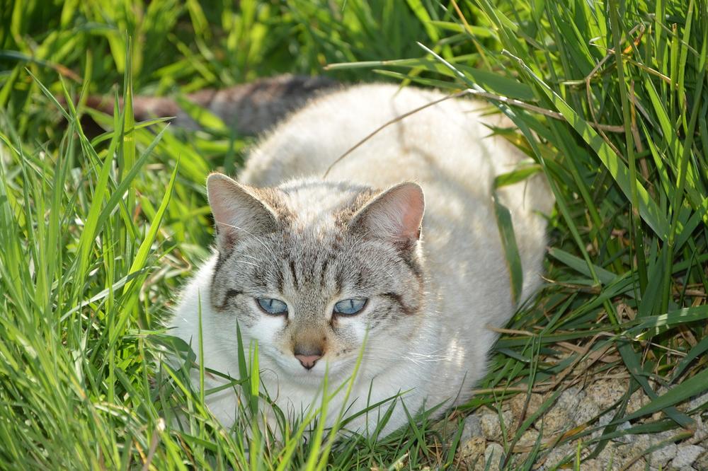 Addressing Behavioral Issues That Can Lead to Excessive Meowing in Female Cats