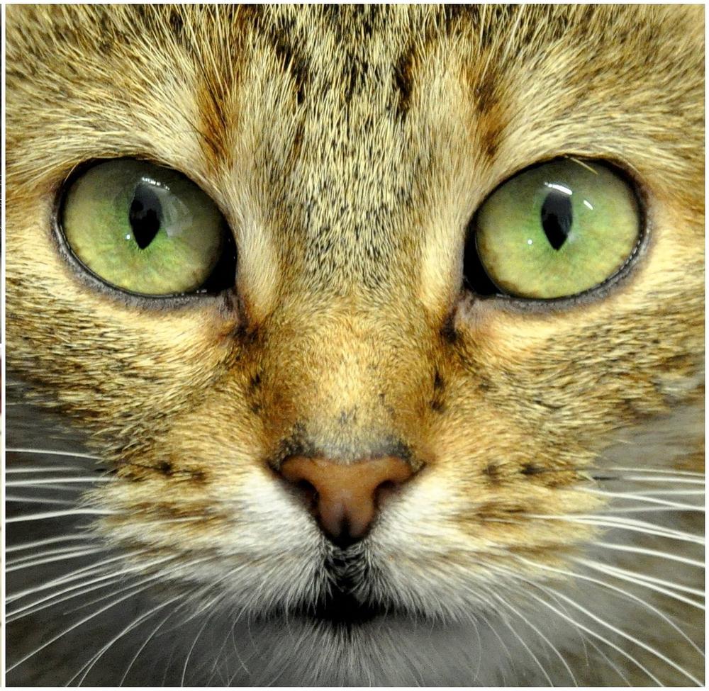 Why Cats May Find Eye Contact Threatening