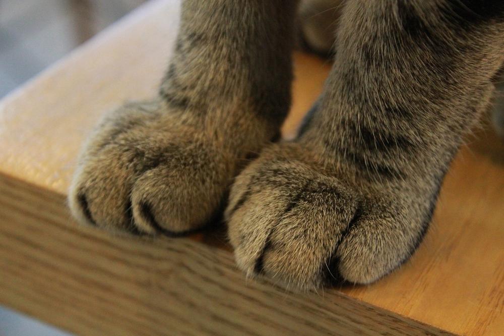 Alternatives to Trimming Your Cat's Claws