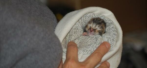 why is my newborn kitten gasping