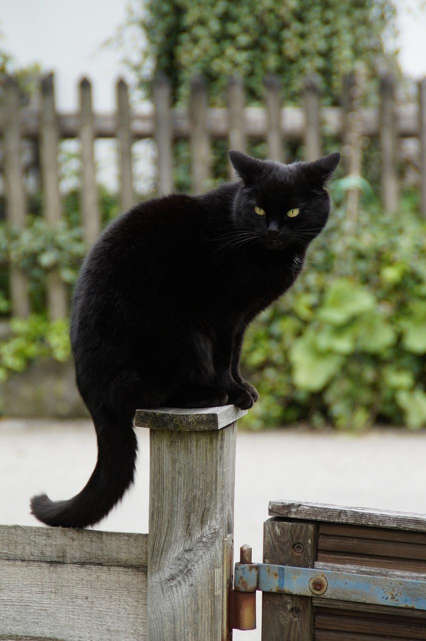 Are Black Cats More Aggressive Than Colored Cats?