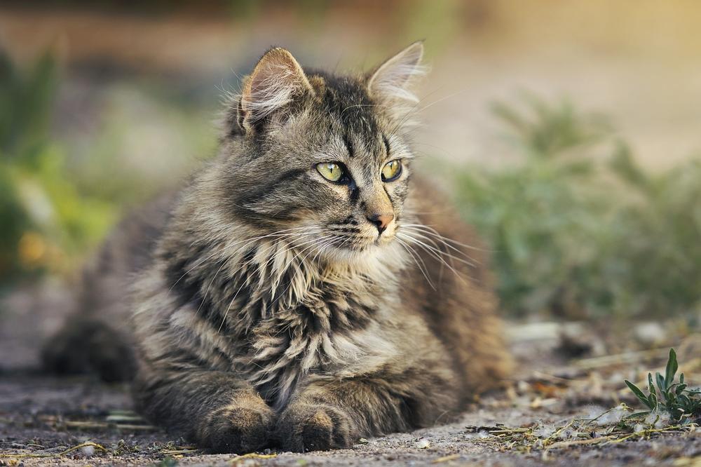 The Importance of Balanced Nutrition for Cats on a Raw Meat Diet