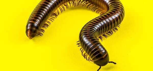 are millipedes poisonous to cats