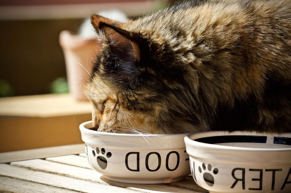 Addressing Stress and Anxiety-Related Reasons for Cat Urinating in Food and Water Bowl