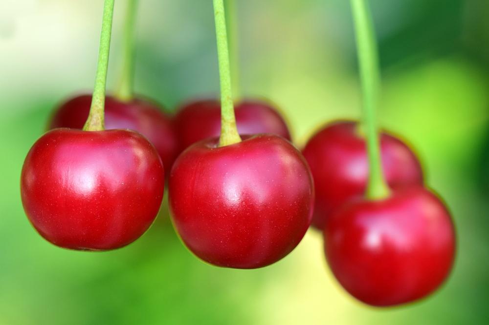 Nutritional Value of Cherries for Cats