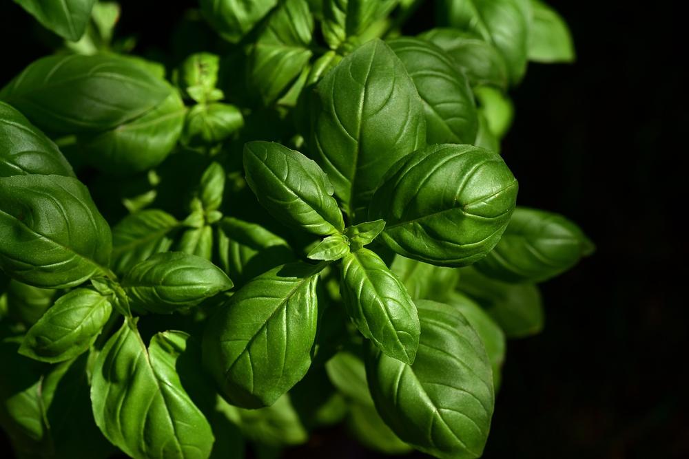 Is Basil Used in Commercial Cat Food?