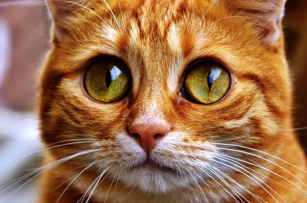The Connection Between Your Cat's One-eyed Winks and Affection