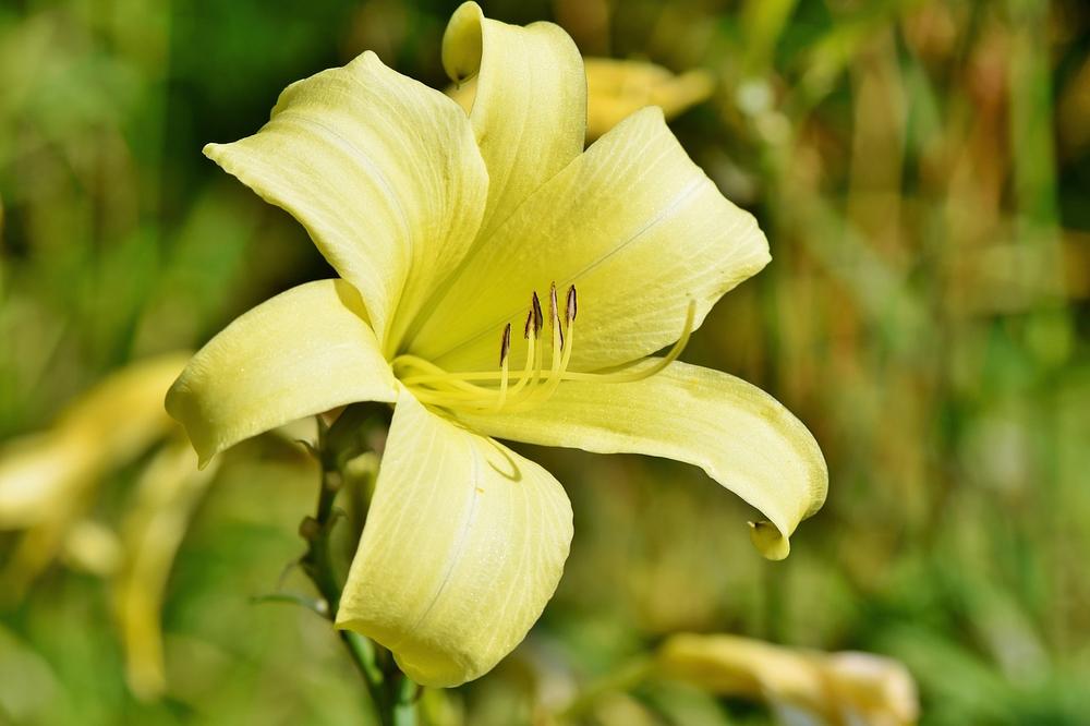 Are All Lilies Poisonous to Cats?
