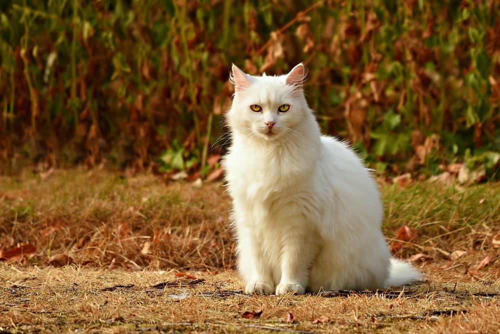 Common Allergens and Irritants for Eye Infections in Cats