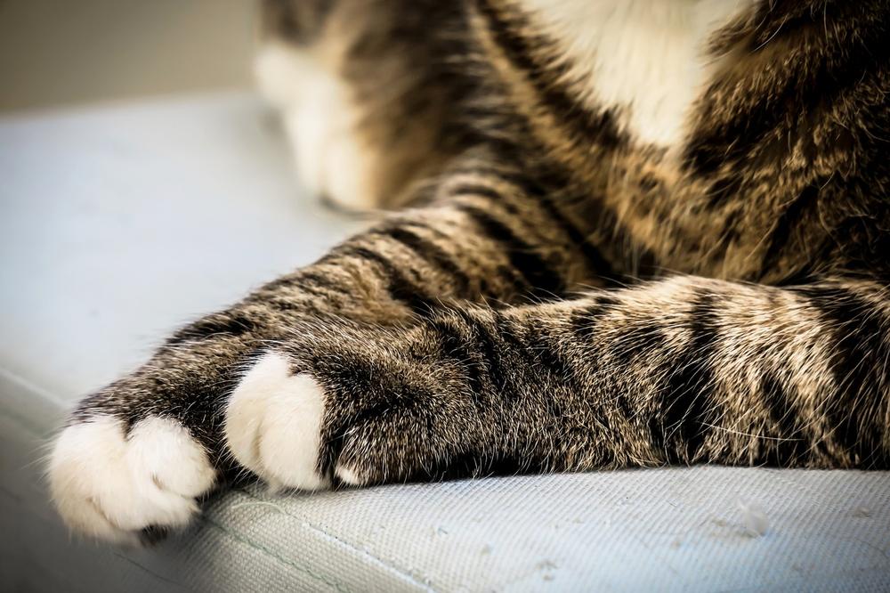 Top 3 Tips on How to Trim Your Cat's Nails