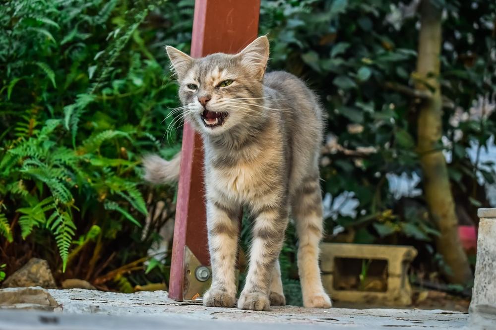 What Should I Do About the Feral Cats in My Neighborhood?