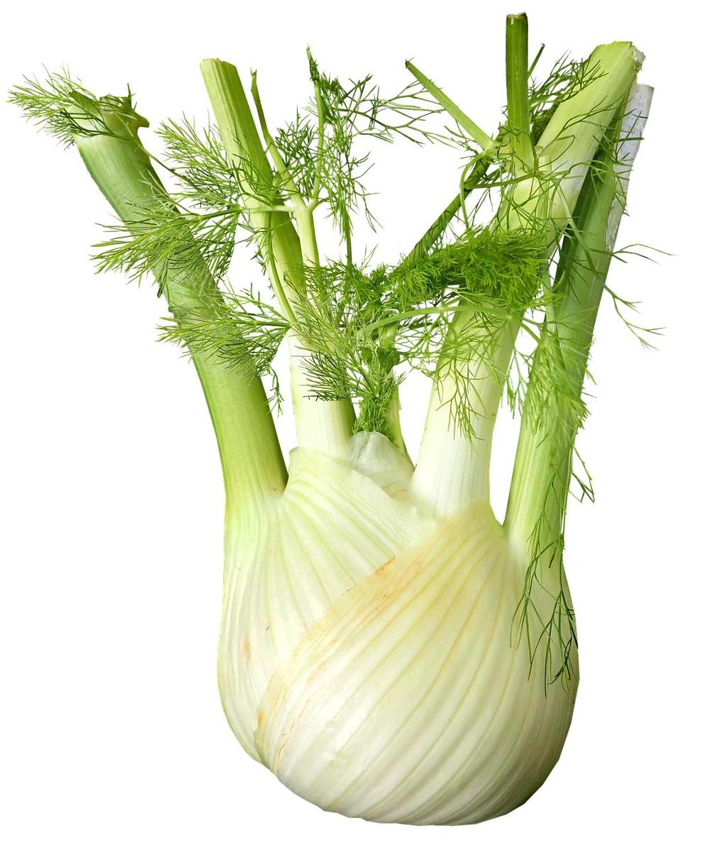 Is Fennel Poisonous to Cats?