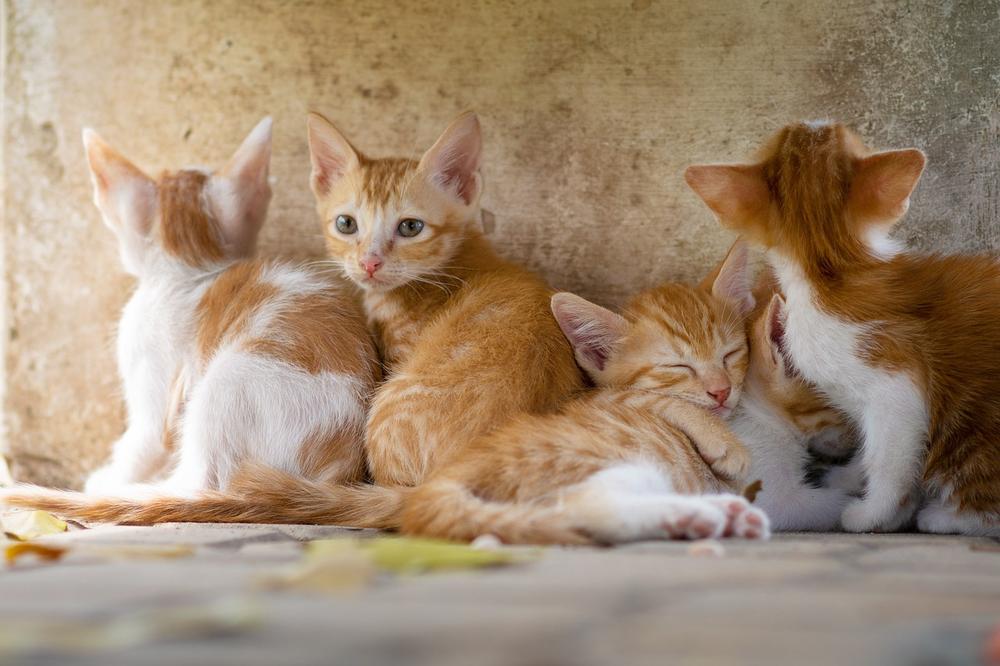 Precautions and Risks of Feeding Arugula to Cats