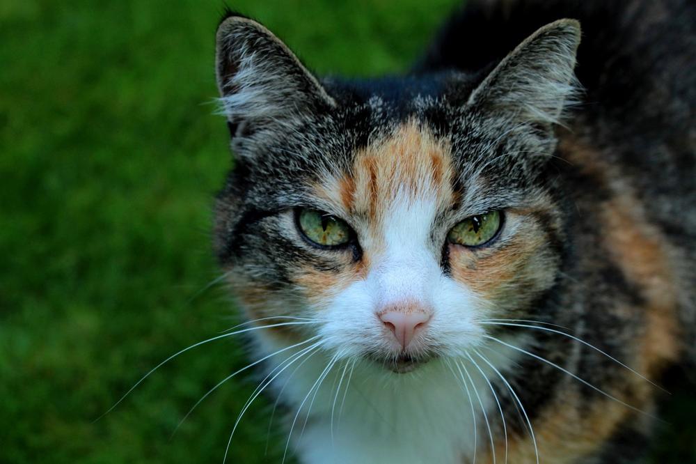 Causes and Management of Eye Irritation in Cats