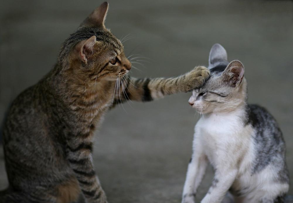 Understanding the Natural Instincts of Cats and Their Sniffing Behavior